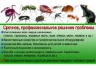 В квартире тараканы, клопы?