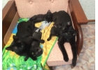 3 полностью черных котенка ищут свою семью