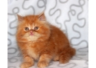 Персидский котик красный мрамор