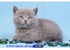 Британские голубые котята из питомника Silvery Snow