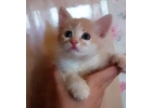 Рыжики-котята в добрые руки